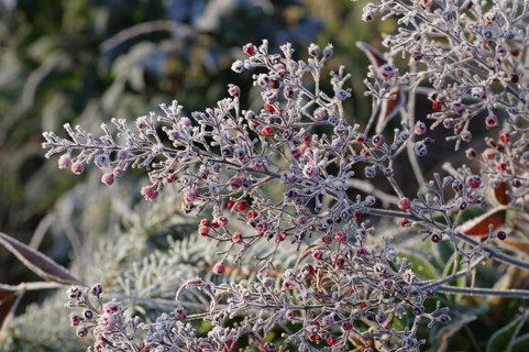 Heiliger Bambus im Winter mitRaureif, heavenly bamboo in winter with hoarfrost