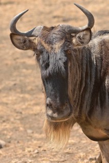Western white-bearded wildebees (Connochaetes taurinus mearnsi), portrait, Serengeti, Tanzania,