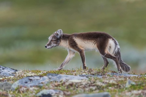 Arctic fox (Vulpes lagopus), Varanger, Northern Norway, Norway, Europe