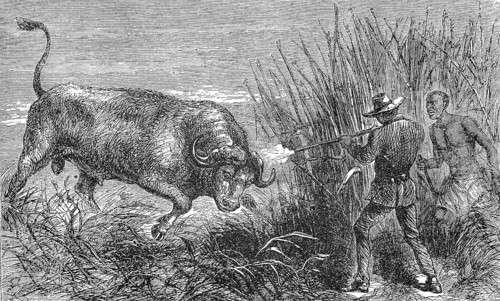 Hunting a buffalo, white hunter with rifle shoots the wildebeest, 1869, Botswana, Historic,