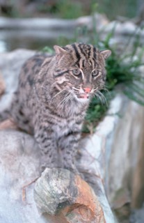 Fishing Cat (Prionailurus viverrinus) (Felis viverrinus)
