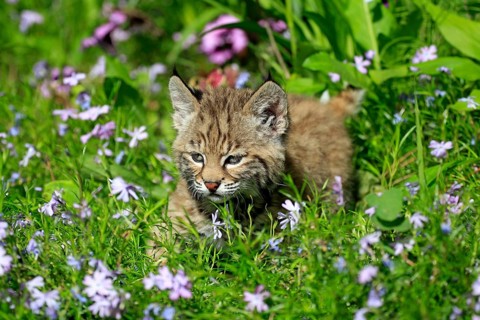 Bobcat (Lynx rufus), young animal, 8 weeks (Felis rufa)