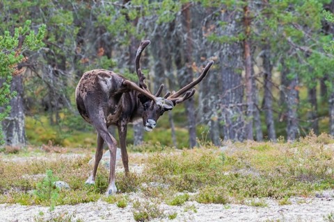 Reindeer (Rangifer tarandus) rubs with hind leg at antler velvet, Dalarna, Sweden, Europe