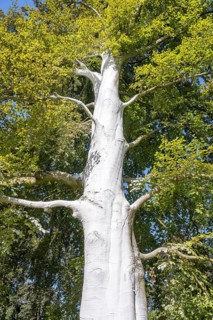 Limed tree trunk on a copper beech (Fagus sylvatica) as protection against frost, stress cracks and