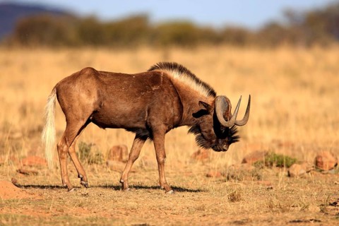 White-tailed gnu (Connochaetes gnou), Mountain Zebra National Park, South Africa, wildebeest, l.s,