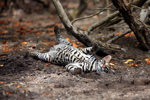 Ocelot (Leopardus pardalis) male, Honduras, Central America