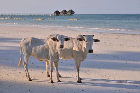 Cows on Dongwe Beach, Dongwe, Zanzibar, Tanzania, Africa