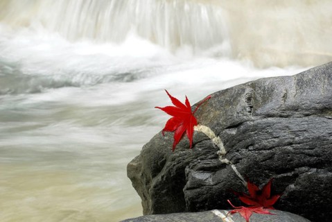 Japanese (Acer japonicum aconitifolium) maple, leaves on stones