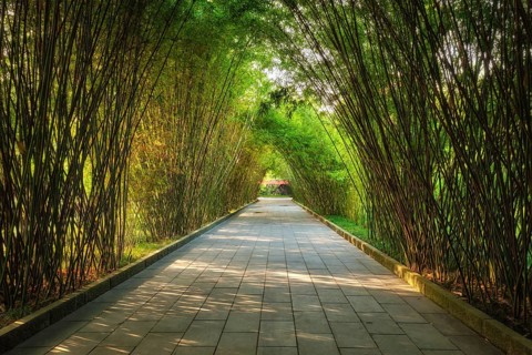 Path in bamboo forest brove in Wangjiang Pavilion (Wangjiang Tower) Wangjianglou Park. Chengdu,