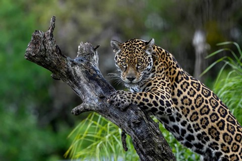 Jaguar (Panthera onca) with radio collar on gnarled tree trunk, captive, Conservation Land Trust