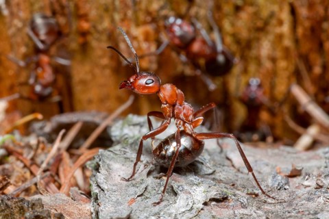 Wood Ant, defense position, Lower Saxony, Germany (Formica rufa)