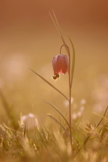 A bumblebee takes nectar from the flower of a snake's head fritillary (Fritillaria meleagris) in