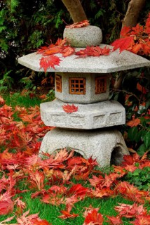 Japanese maple (Acer japonicum aconitifolium) , maple leaves on stone lantern, Japanese stone