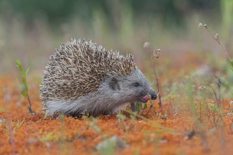 Hedgehog (Erinaceidae) licks snout with tongue, Upper Austria, Austria, Europe