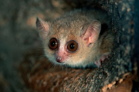 Lesser Mouse Lemur (Microcebus murinus), Grauer Mausmaki, Gewoehnlicher Mausmaki, Gewöhnlicher