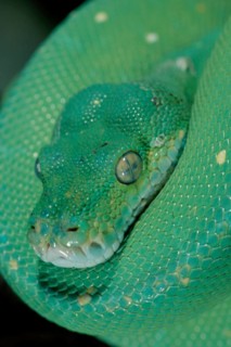 Green Tree Pythons (Morelia viridis)