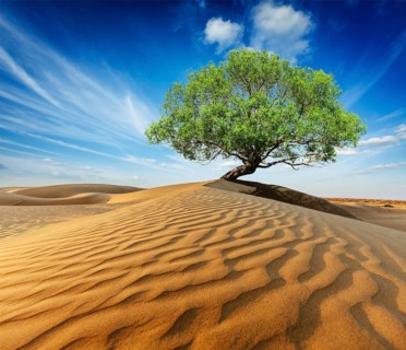 Life ecology solitude concept, lonely green tree in desert dunes