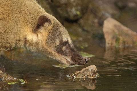 South American coati (Nasua nasua) at the water, portrait, nose, coatis, procyonids (Procyonidae),