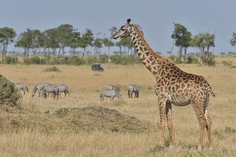 Masai Giraffe (Giraffa camelopardalis tippelskirchi) and Burchell's zebra (Equus quagga), Massai