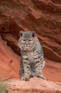 Bobcat (Lynx rufus)