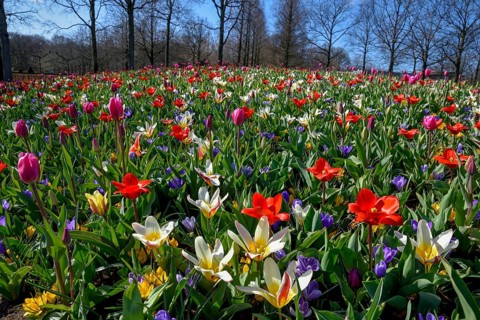 Flower splendour with colourful Tulips (Tulipa) and Crocus (Crocus) in spring, Keukenhof, Lisse,