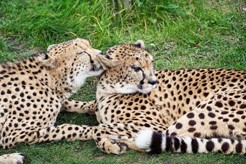 Two cheetahs (Acinonyx jubatus) in the grass, resting, cuddling, captive
