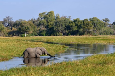 Elephant (Loxodonta africana) in swampy terrain, crosses the Khwai River, Khwai Region, North-West