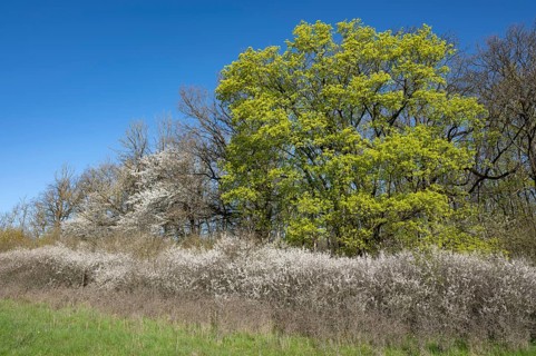 Forest edge, Norway maple (Acer platanoides) and blackthorn (Prunus spinosa), flowering, Thuringia,