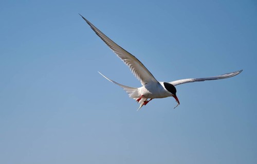 Arctic tern (Sterna paradisaea), flying with fish in its beak, Germany, Europe