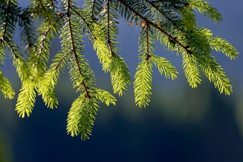 European spruce (Picea abies), twigs with fresh needle tips in backlight, Stillachtal near