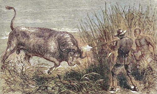 Hunting a buffalo, white hunter with rifle shoots the wildebeest, 1869, Botswana, Historic,
