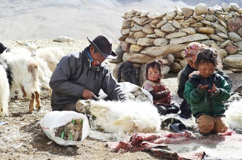 Pashmina goats