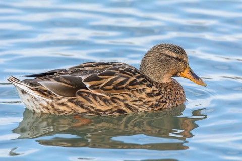 Mallard (Anas platyrhynchos), female swimming in water, Austria, Europe
