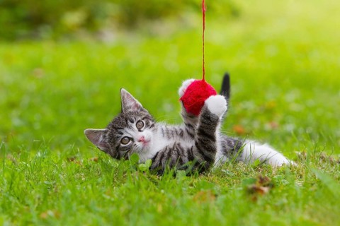 Domestic cat, kitten with a woolly club