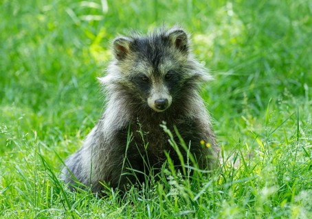 Raccoon dog (Nyctereutes procyonoides) sitting in a meadow, captive, Hesse, Germany, Europe
