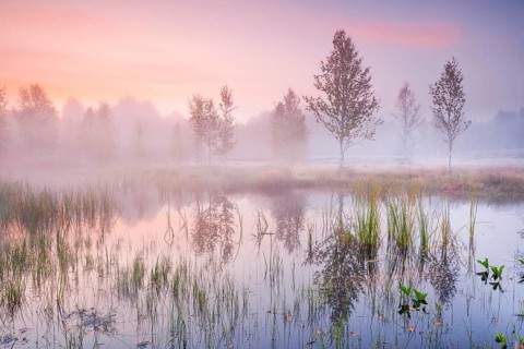 In a pink morning sky, wisps of mist form and birch trees are reflected in the water of the