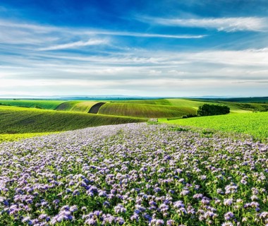 Rolling fields of Moravia, Czech Republic with purple flowers