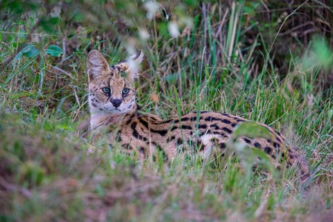 Serval (Leptailurus serval) Masai Mara Kenya