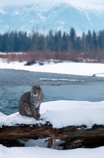 Bobcat (Lynx rufus), Rotluchs, Schnee, snow