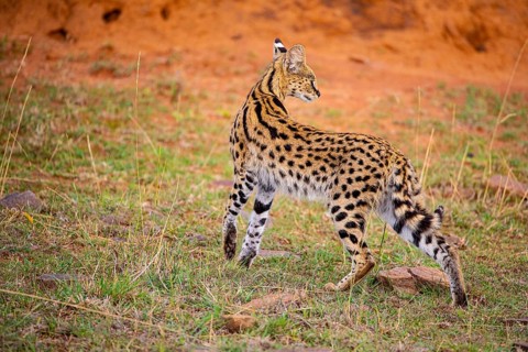Serval (Leptailurus serval) Masai Mara Kenya