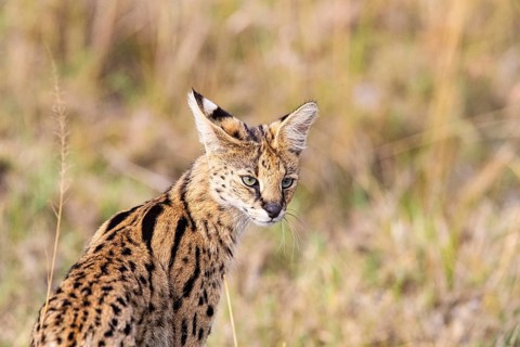 Serval (Leptailurus serval) Masai Mara Kenya
