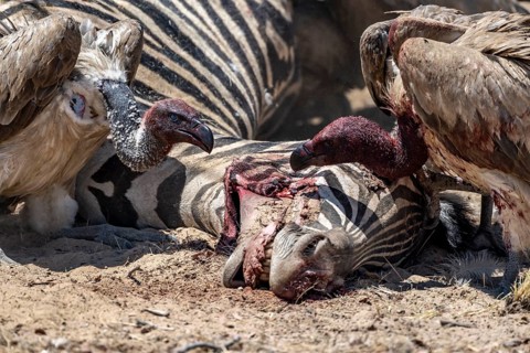 Many white-backed vulture (Gyps africanus) with bloody heads feeding on the carcass of a dead