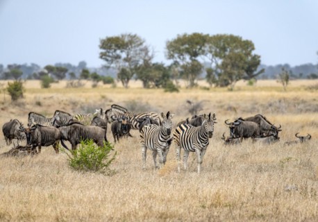 Blue wildebeests (Connochaetes taurinus) and plains zebra (Equus quagga) in dry grass, African