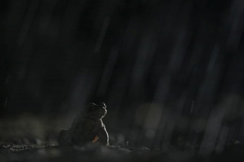 Common toad (Bufo bufo), single male, in the rain, on the way to the spawning waters, evening, toad