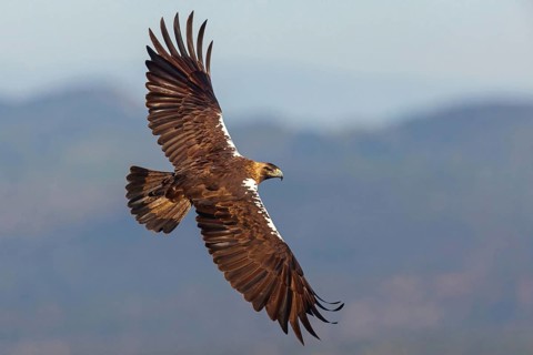 Spanish imperial eagle (Aquila adalberti), El Millaron Imperial Eagle Hid, Salorino, Extremadura