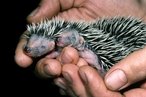 Orphaned one-week-old European hedgehog babies (Erinaceus europaeus) held by hand at animal shelter
