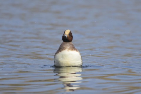 Eurasian wigeon (Mareca penelope) adult male duck on a lake, Suffolk, England, United Kingdom,