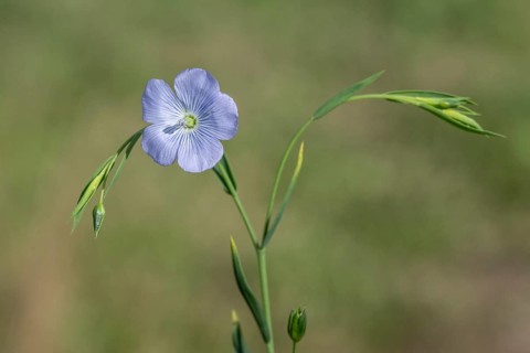 Flax (Linum ustatissimum), Emsland, Lower Saxony, Germany, Europe