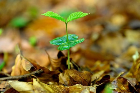 Seedling of copper beech (Fagus silvatica), Lower Rhine, North Rhine-Westphalia, Germany, Europe