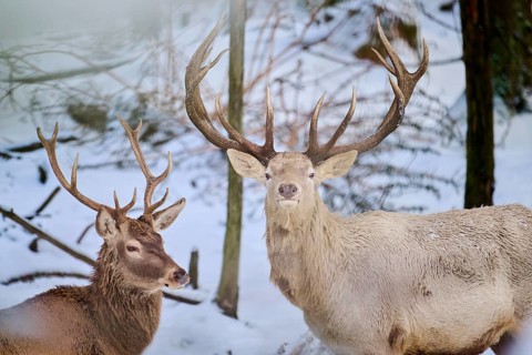Red deer (Cervus elaphus) albino stag in a forest in winter, snow, Bavaria, Germany, Europe